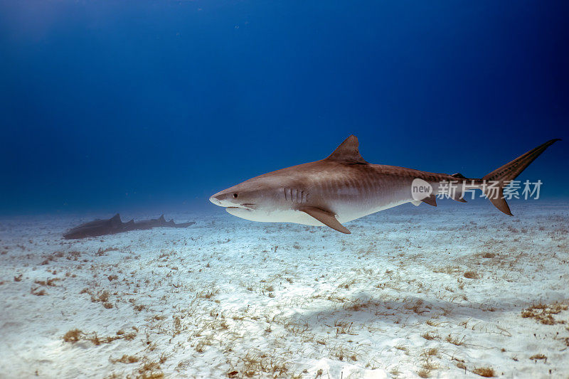 巴哈马比米尼的虎鲨(Galeocerdo cuvier)